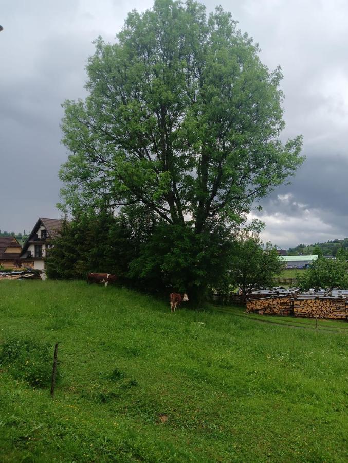 Apartament Skorusinka W Poblizu Chocholowskich Term Witów エクステリア 写真